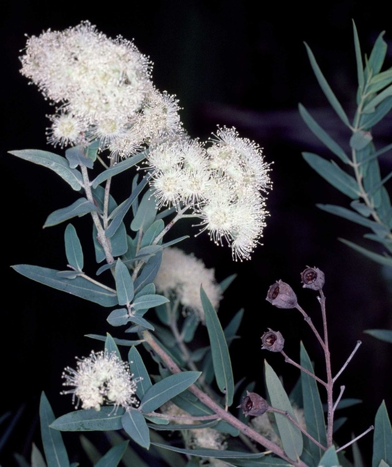 Angophora melanoxylon