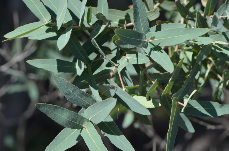 Angophora melanoxylon photo 2