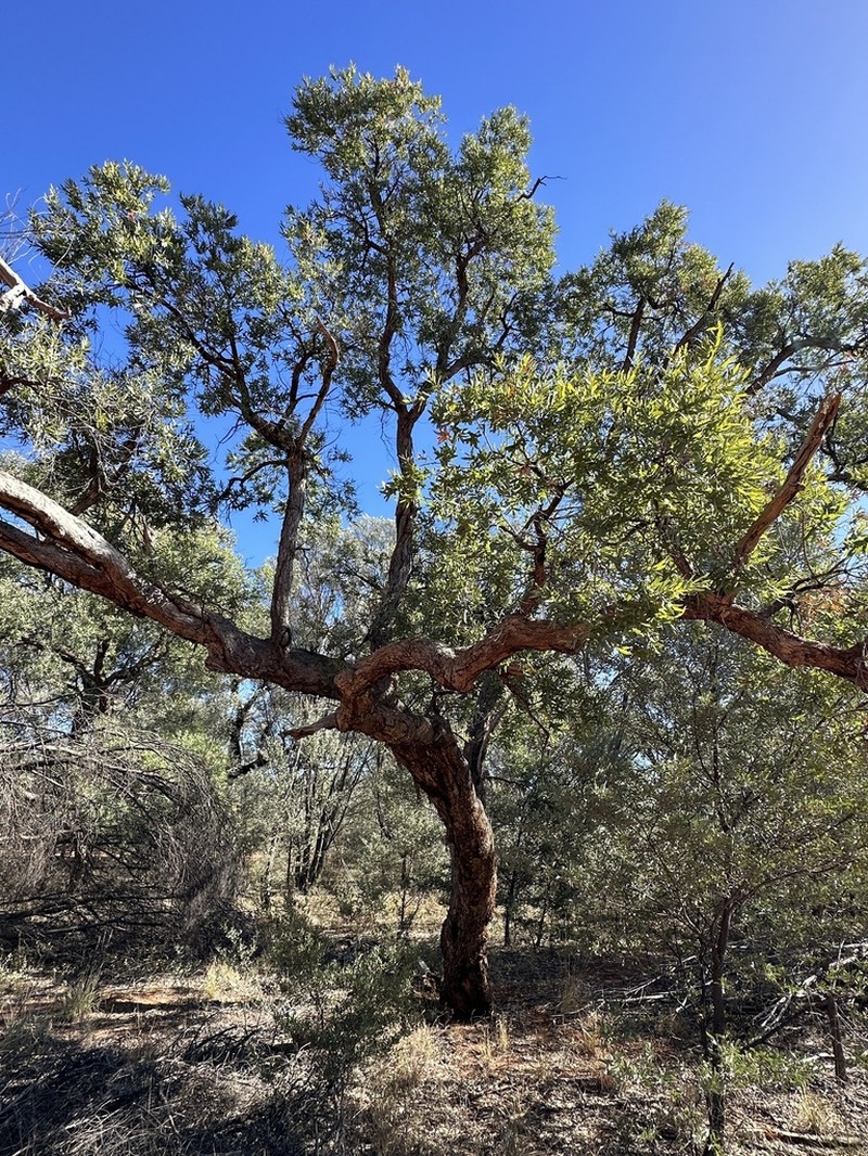 Angophora melanoxylon photo 3