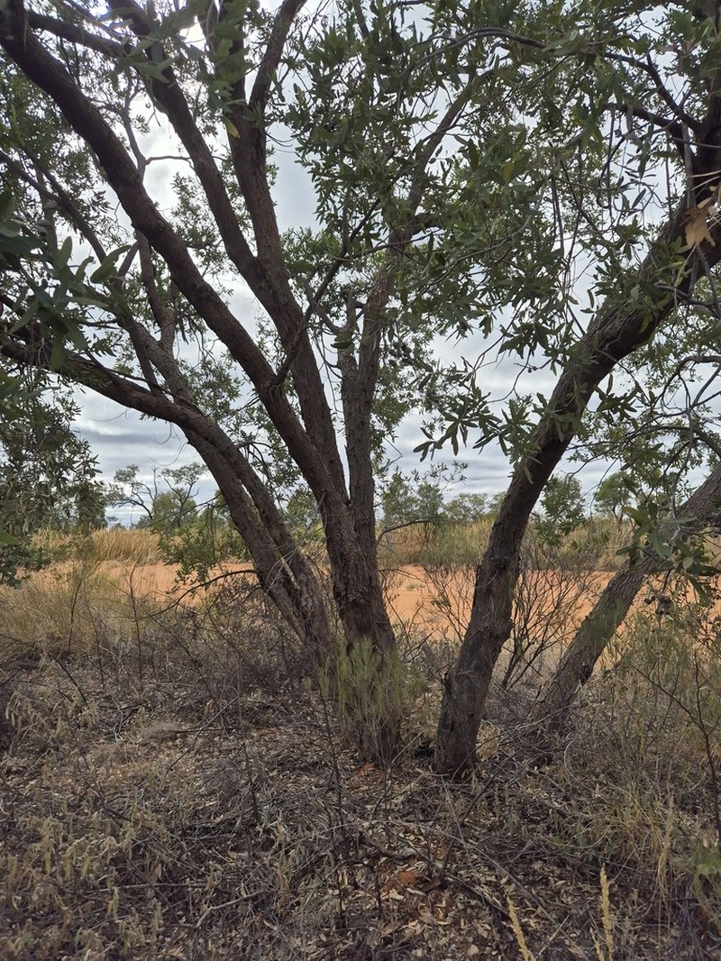 Angophora melanoxylon photo 4