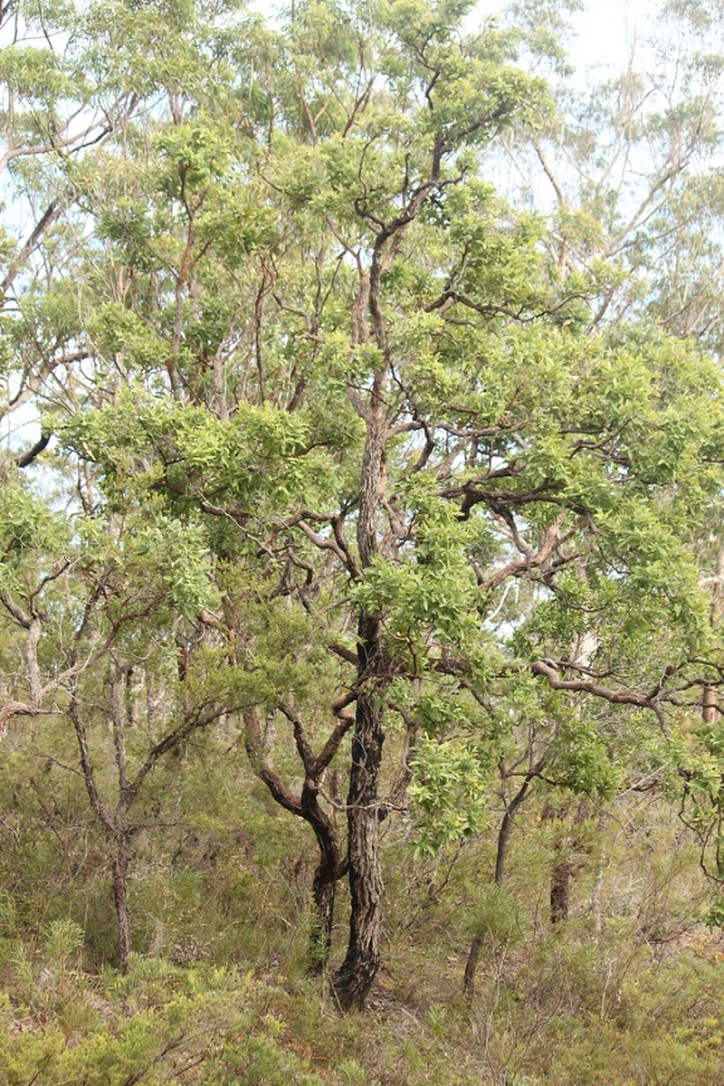 Angophora robur