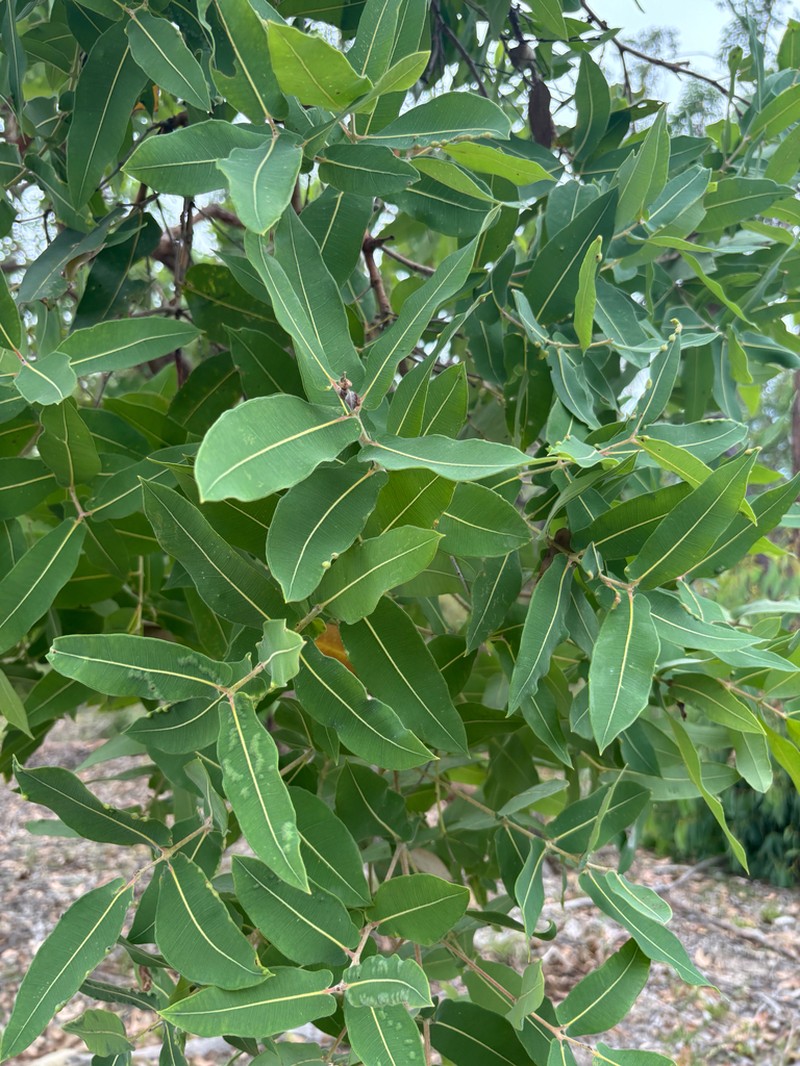 Angophora robur photo 2