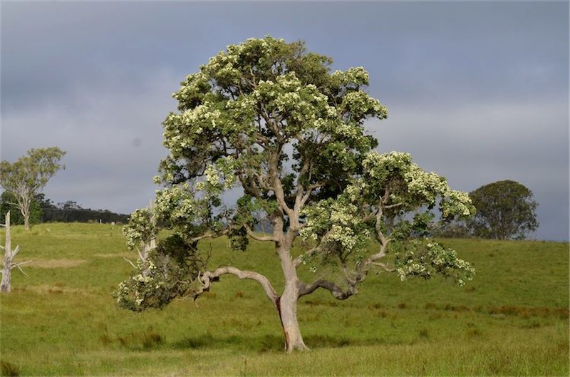 Angophora subvelutina