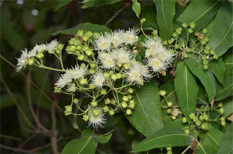 Angophora subvelutina photo 2