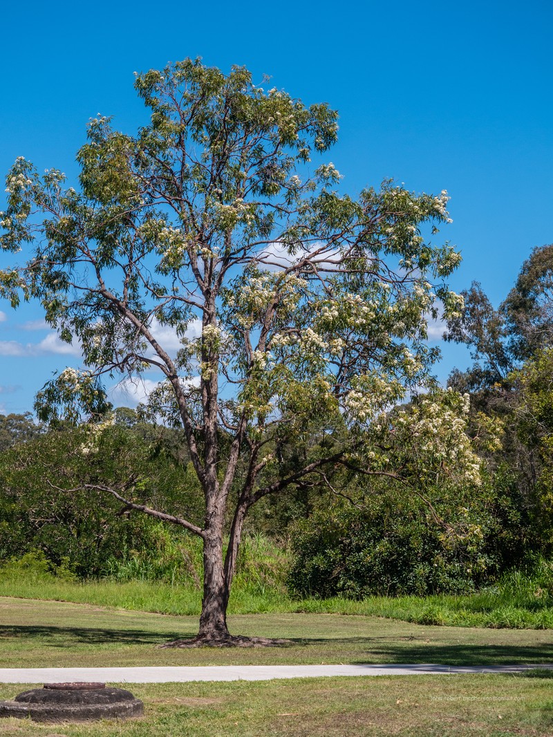 Angophora woodsiana