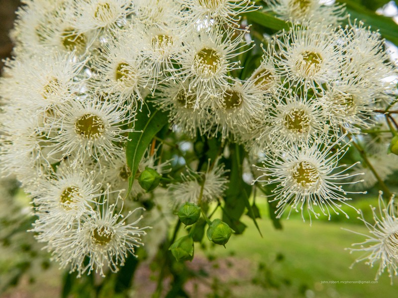 Angophora woodsiana photo 2