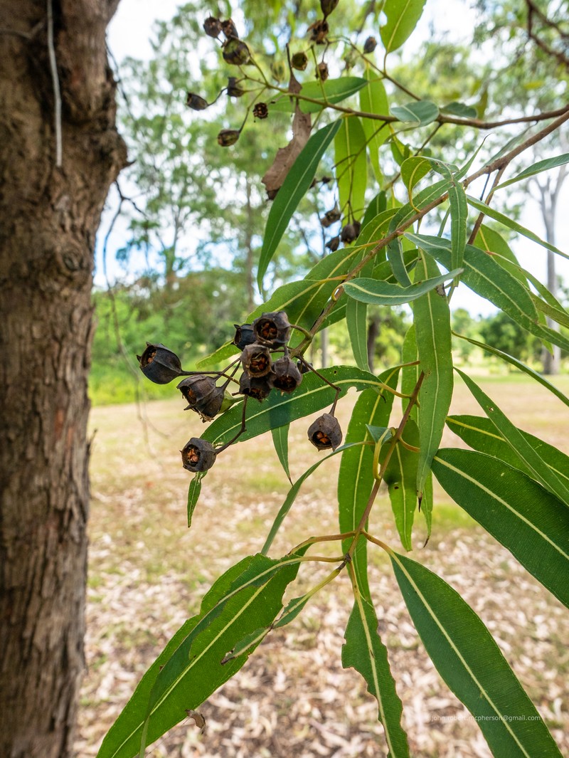 Angophora woodsiana photo 3