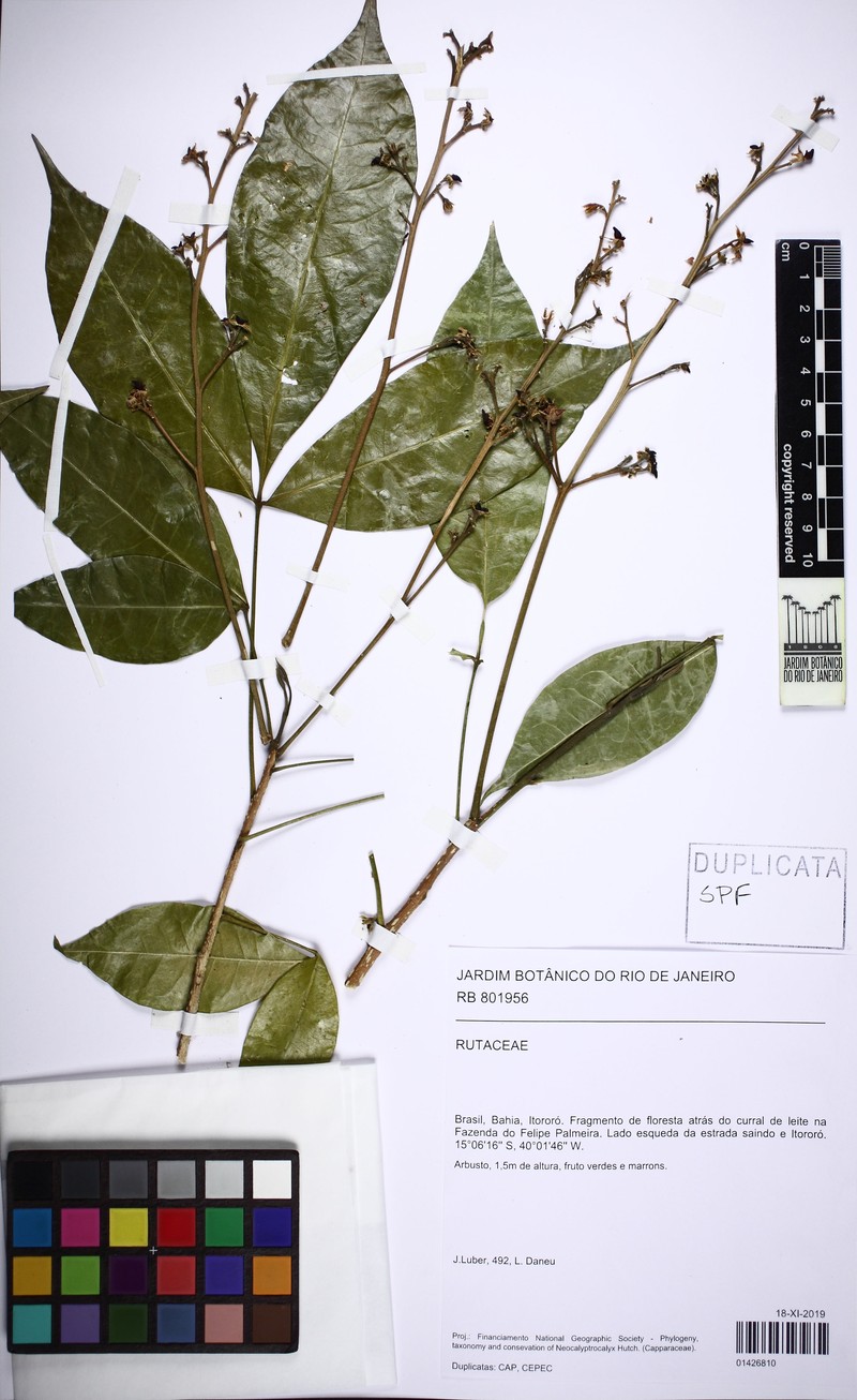 Angostura bracteata