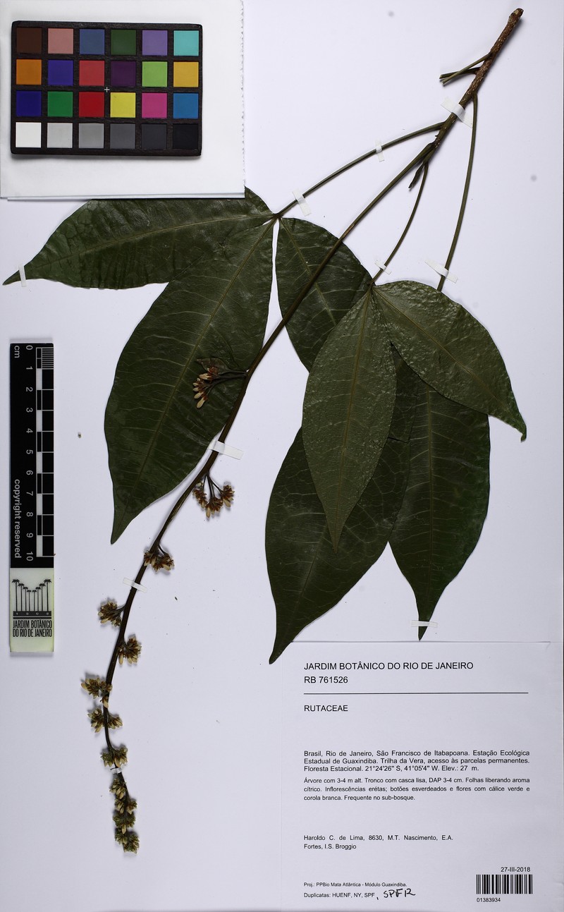 Angostura bracteata photo 2