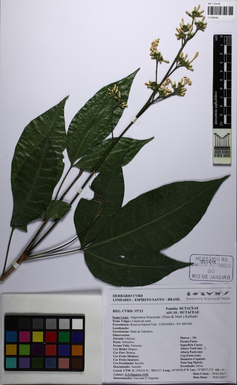 Angostura bracteata photo 3