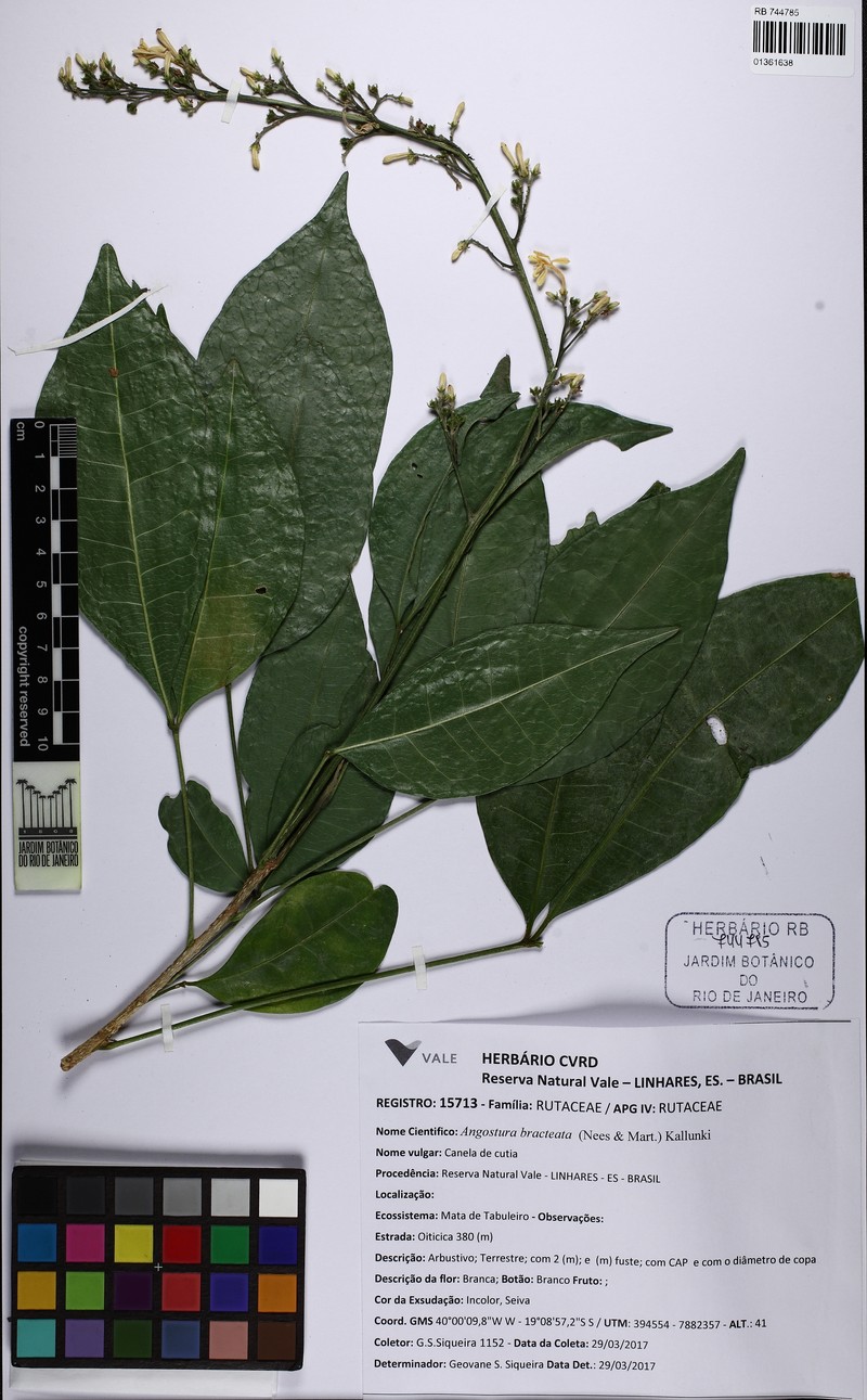 Angostura bracteata photo 4