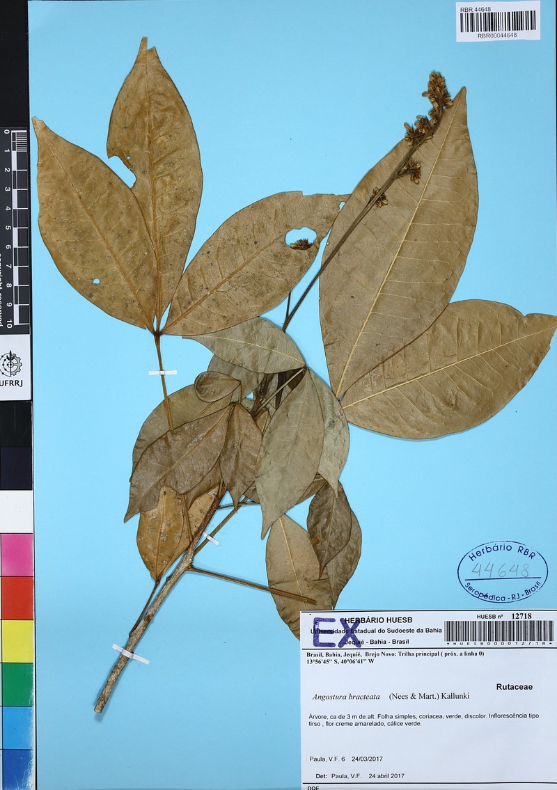 Angostura bracteata photo 5