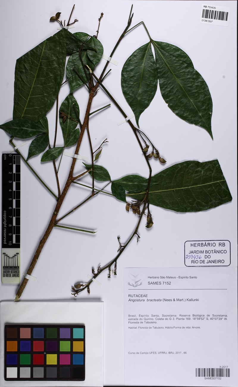 Angostura bracteata photo 6
