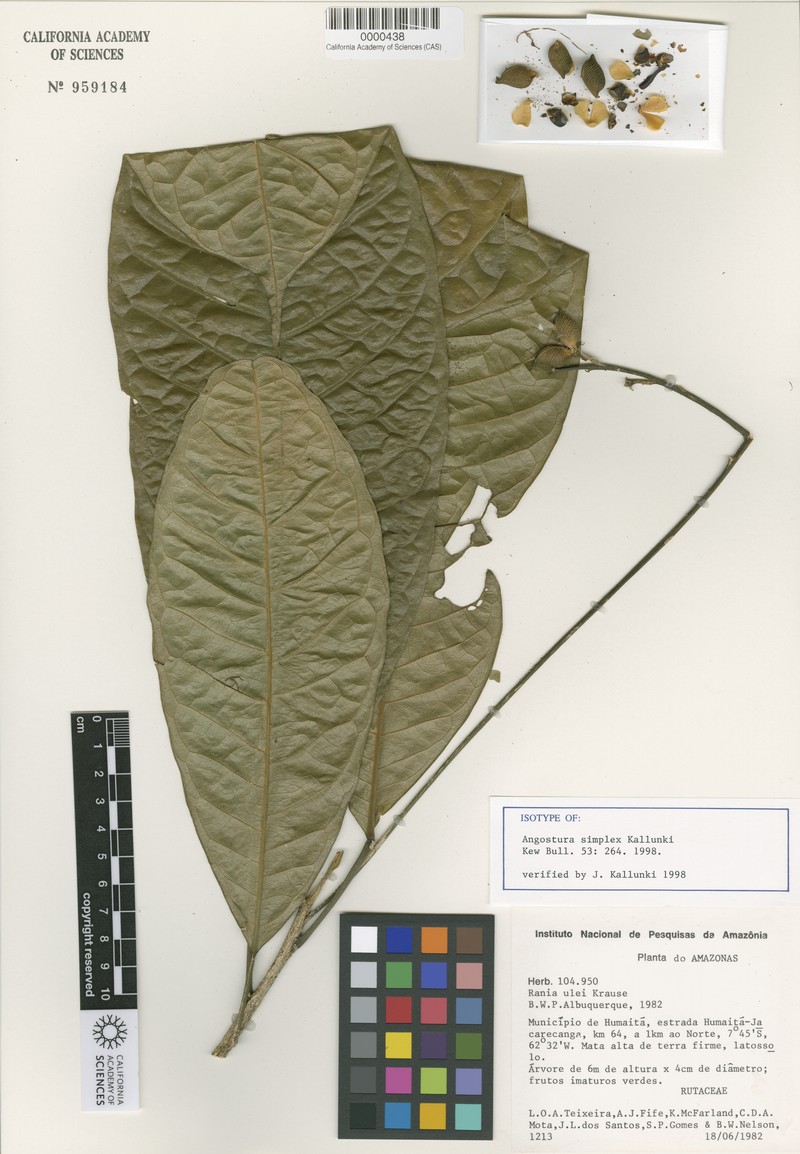 Angostura simplex
