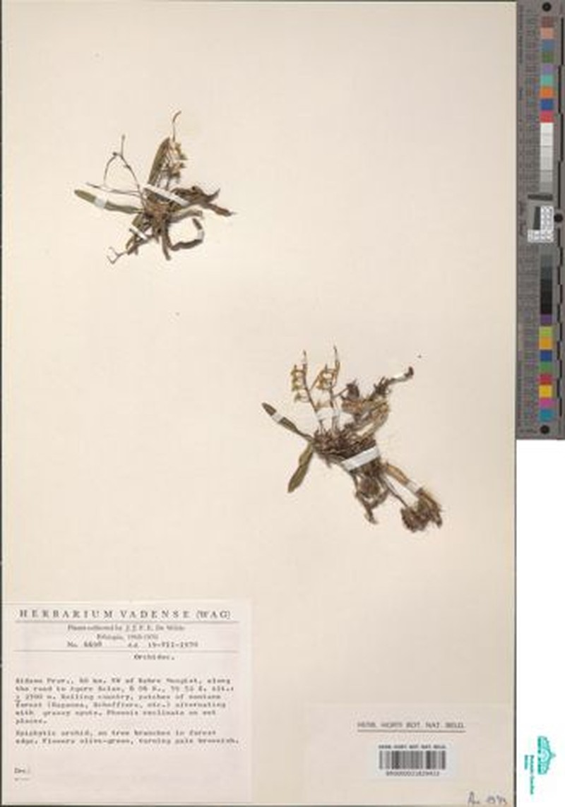 Angraecopsis holochila