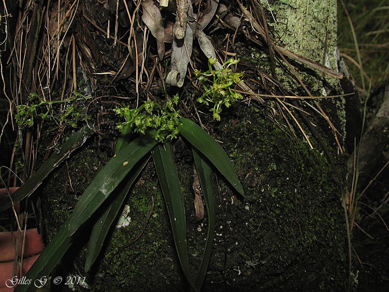 Angraecopsis parviflora