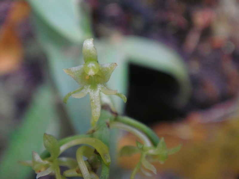 Angraecopsis parviflora photo 2