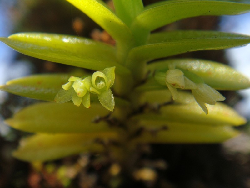 Angraecum alleizettei