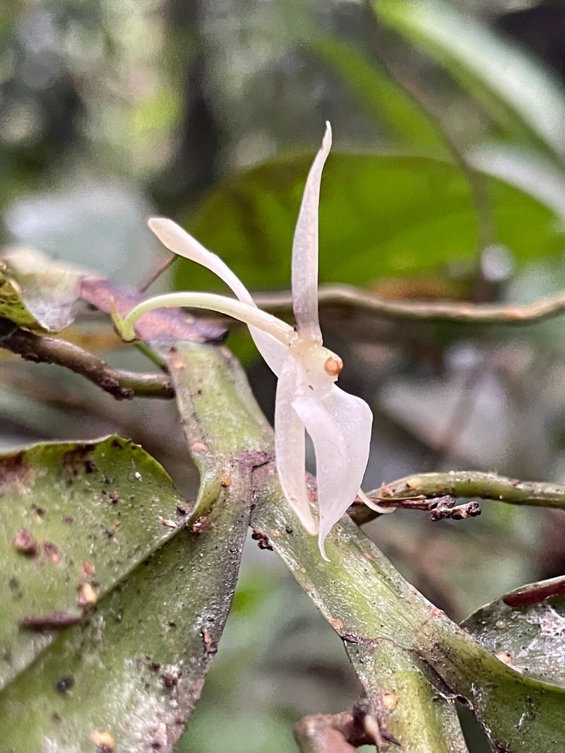 Angraecum angustipetalum