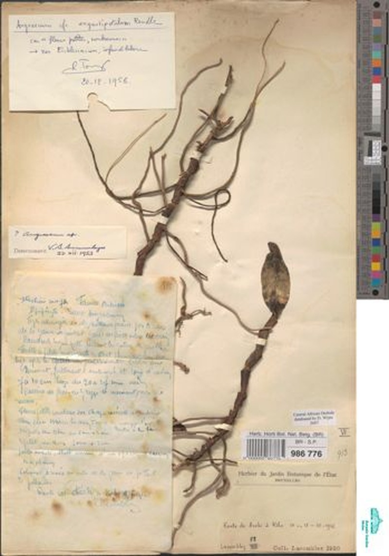 Angraecum angustipetalum photo 2