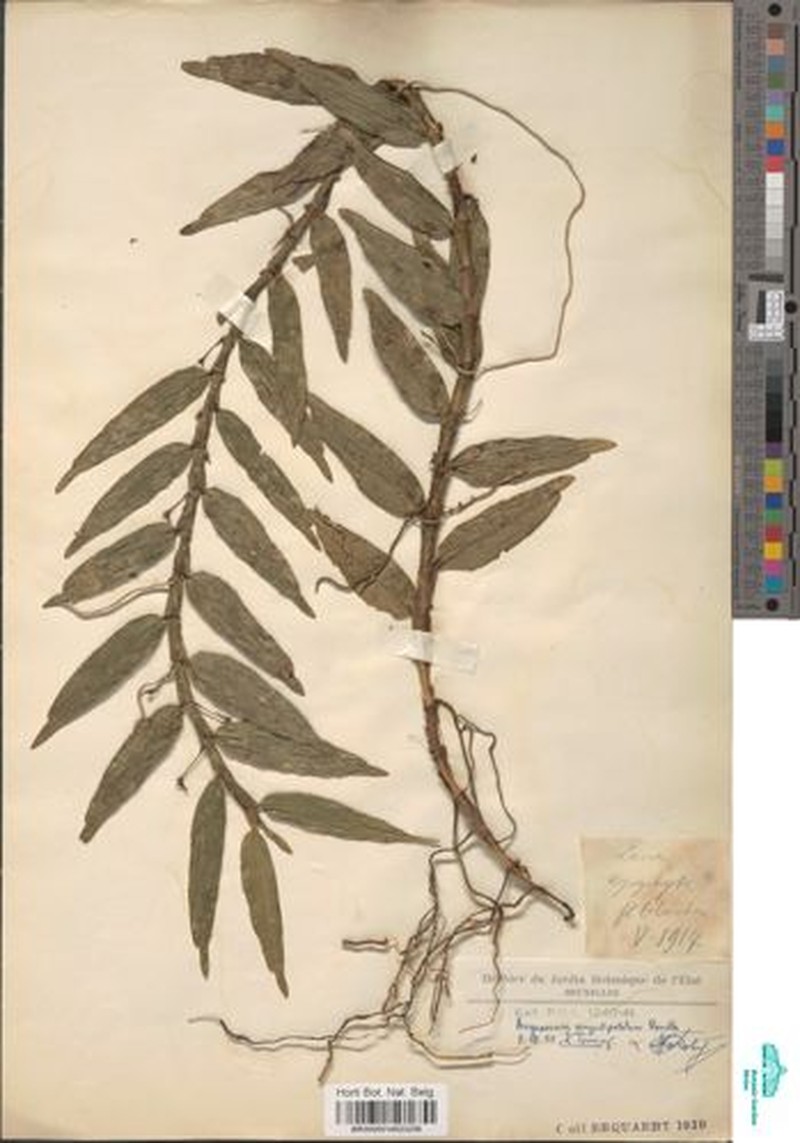 Angraecum angustipetalum photo 3
