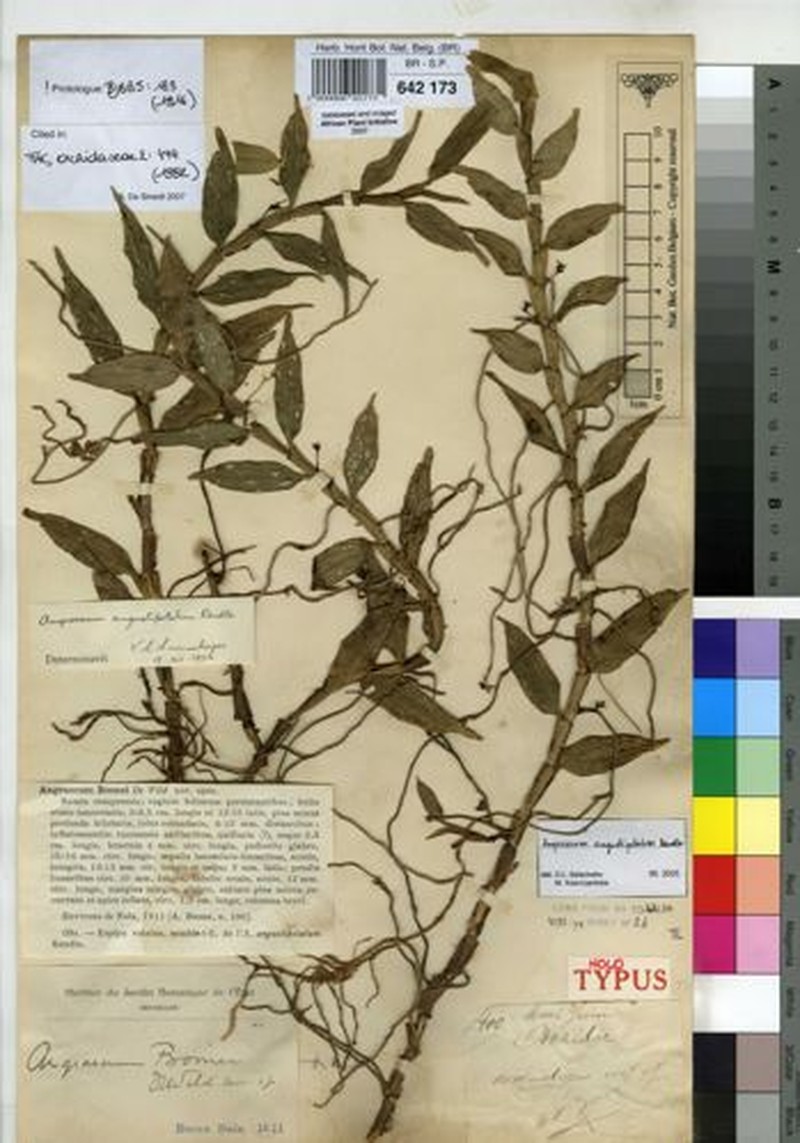 Angraecum angustipetalum photo 4
