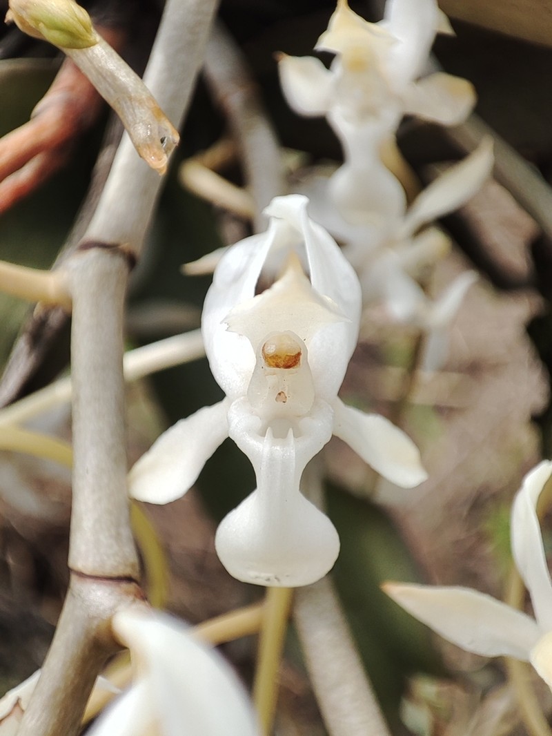 Angraecum angustum