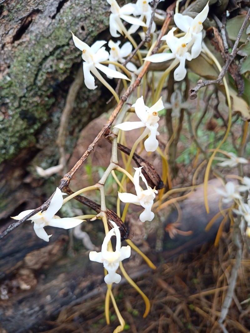 Angraecum angustum photo 2