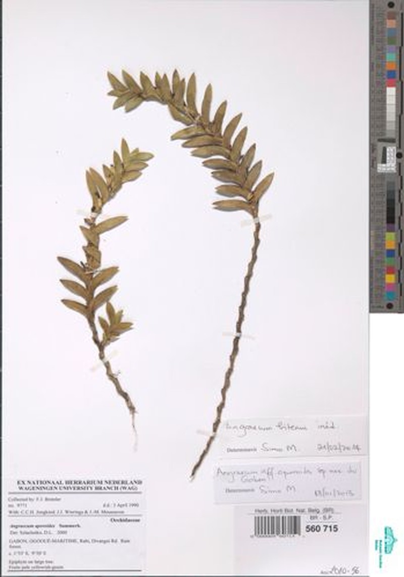 Angraecum aporoides
