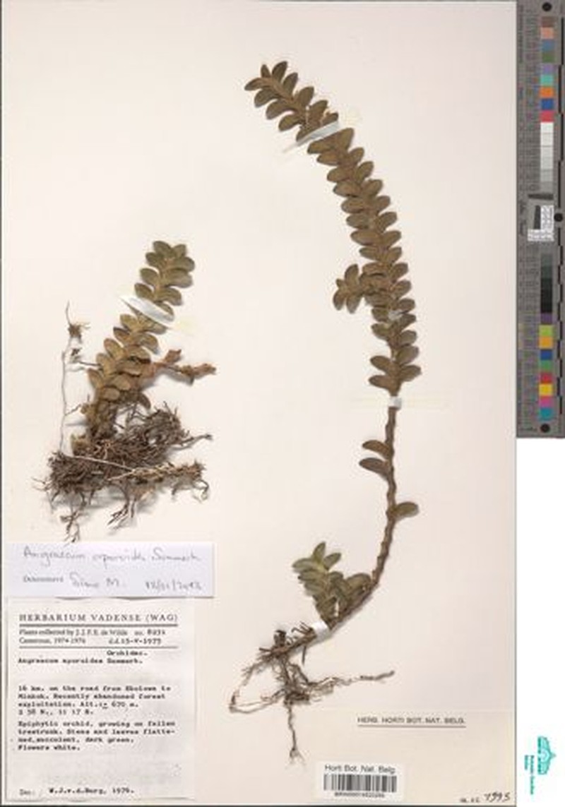 Angraecum aporoides photo 2