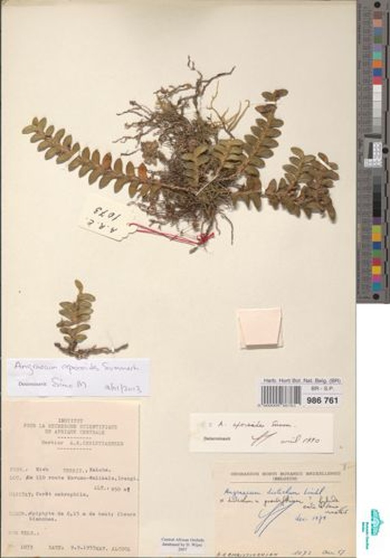 Angraecum aporoides photo 3