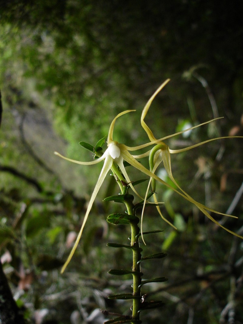 Angraecum appendiculatum