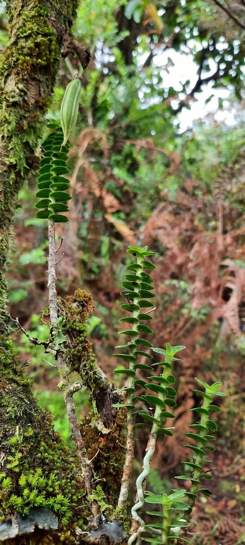 Angraecum appendiculatum photo 2