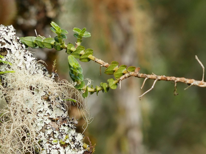 Angraecum appendiculatum photo 3