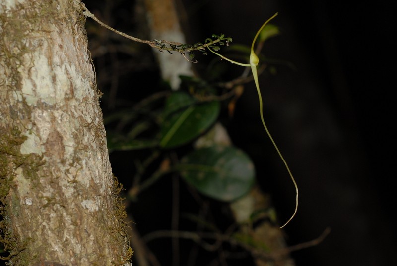 Angraecum arachnites