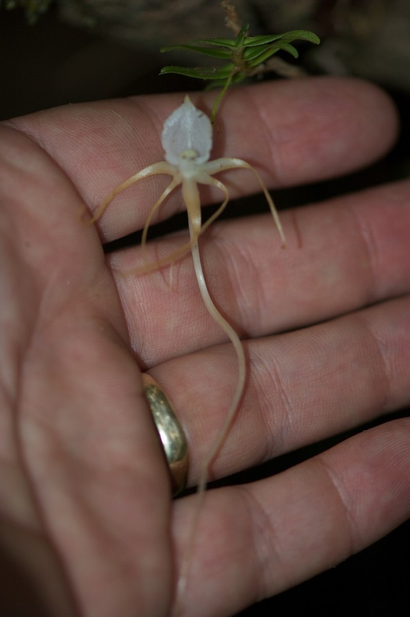 Angraecum arachnites photo 2