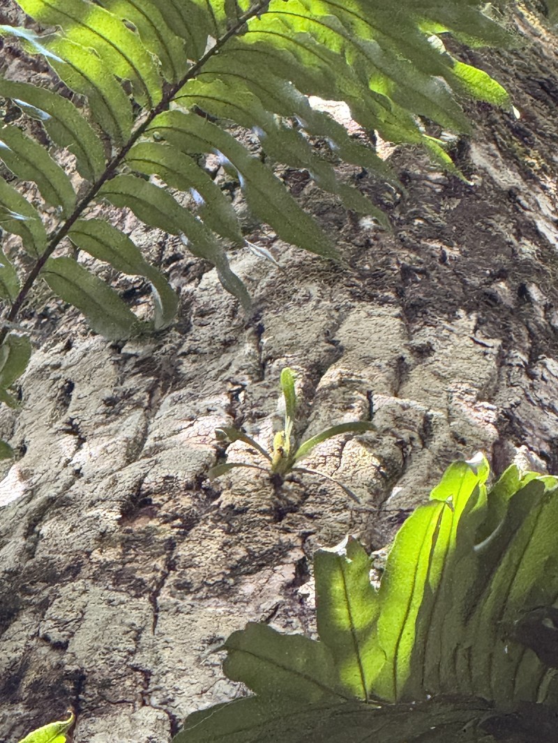 Angraecum baiderae photo 2