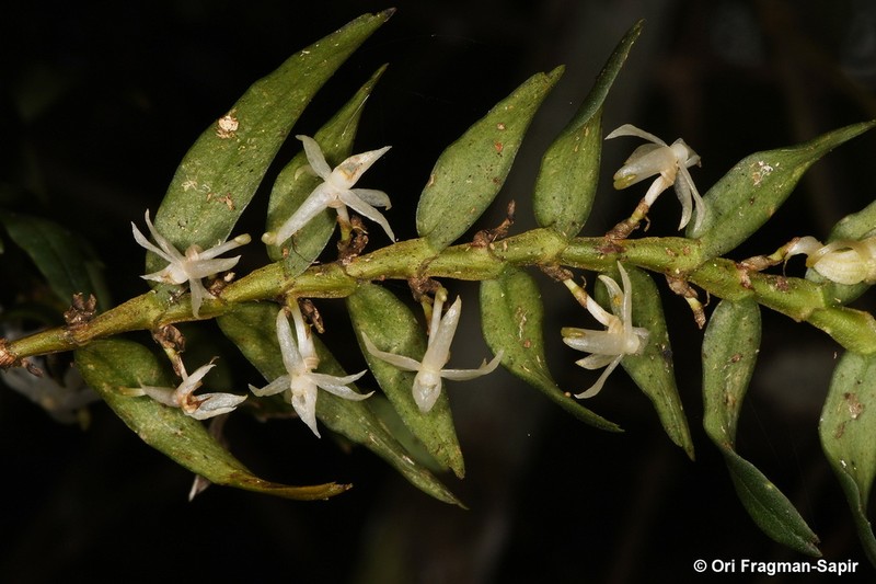 Angraecum baronii