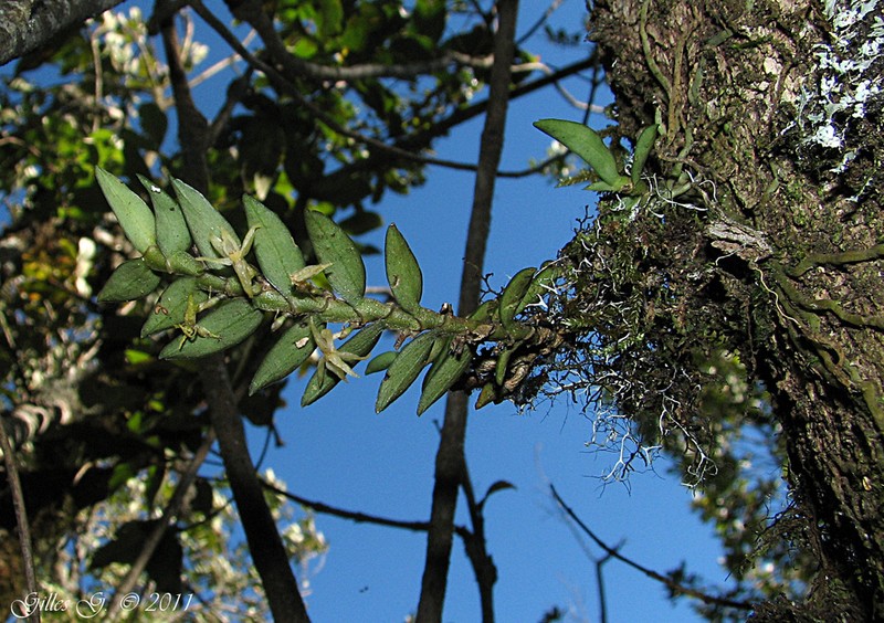 Angraecum baronii photo 2