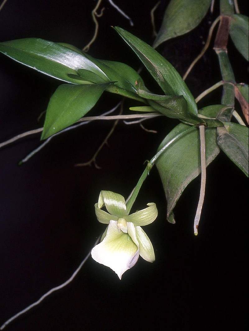 Angraecum birrimense