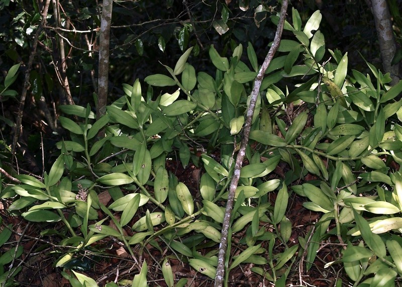 Angraecum birrimense photo 2