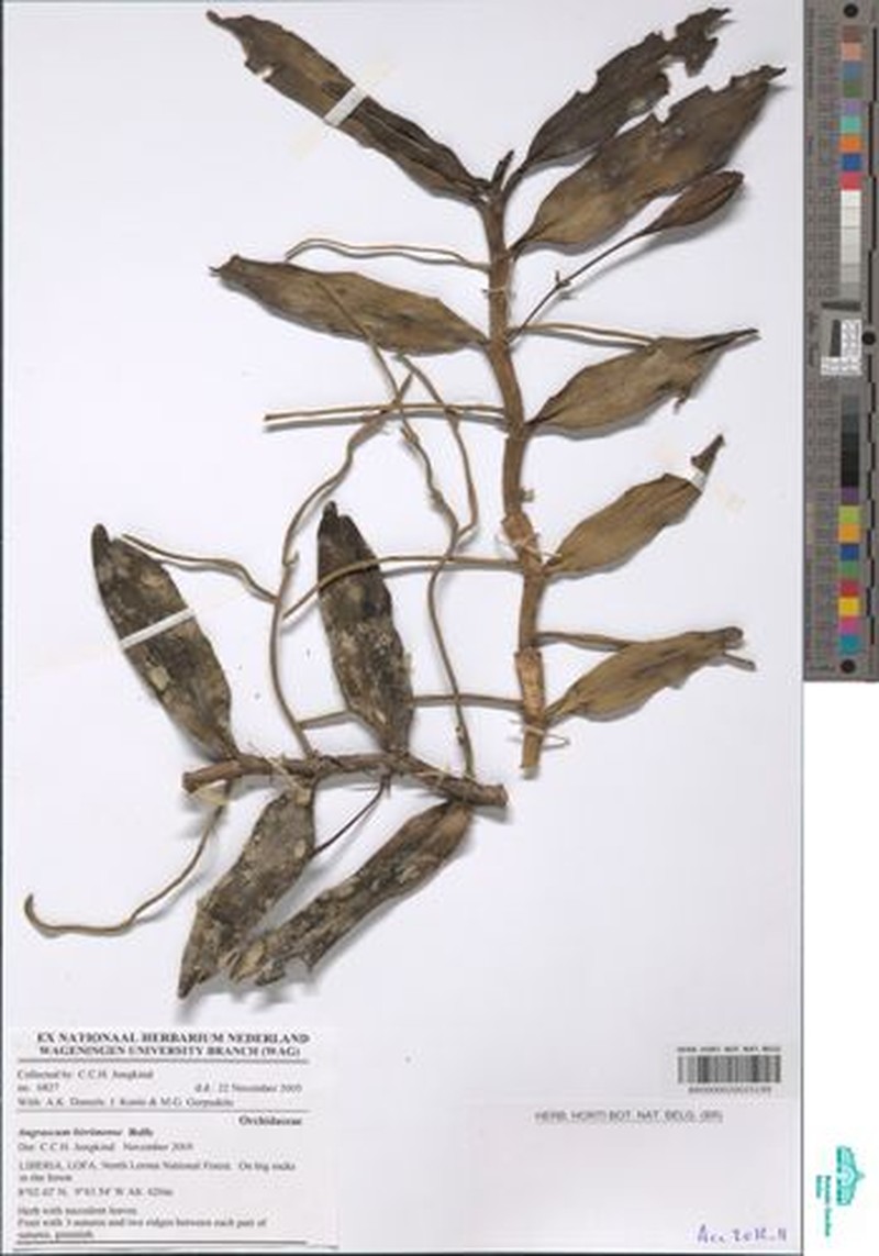 Angraecum birrimense photo 3