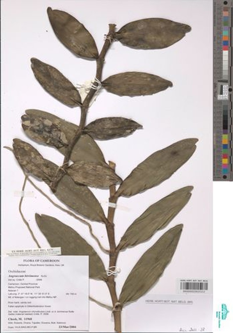 Angraecum birrimense photo 4