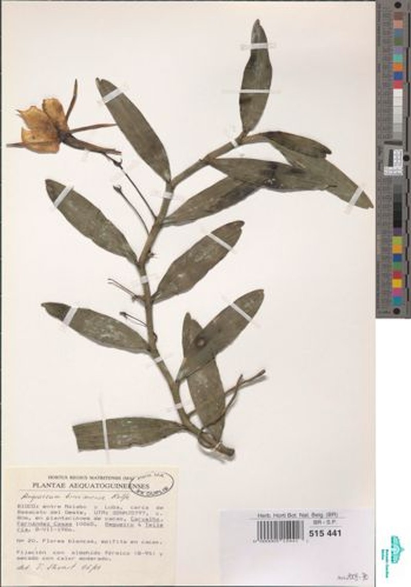 Angraecum birrimense photo 5
