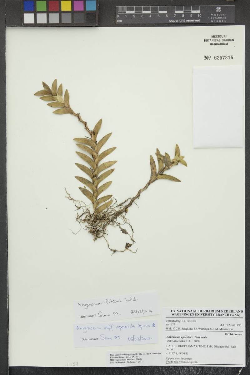 Angraecum biteaui