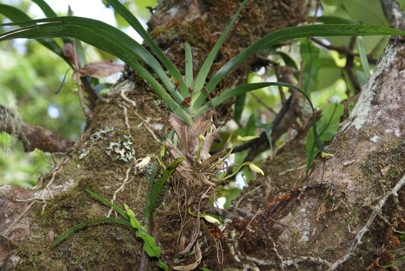 Angraecum borbonicum