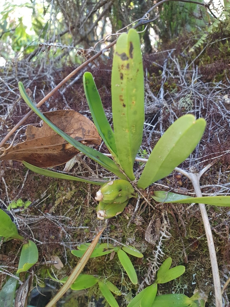 Angraecum borbonicum photo 2