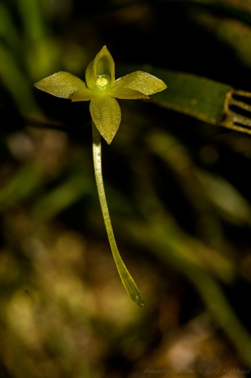 Angraecum brachyrhopalon