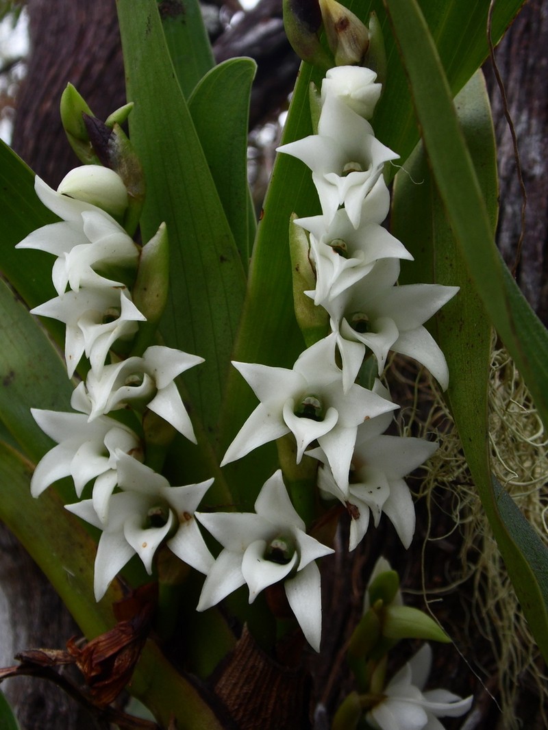 Angraecum bracteosum