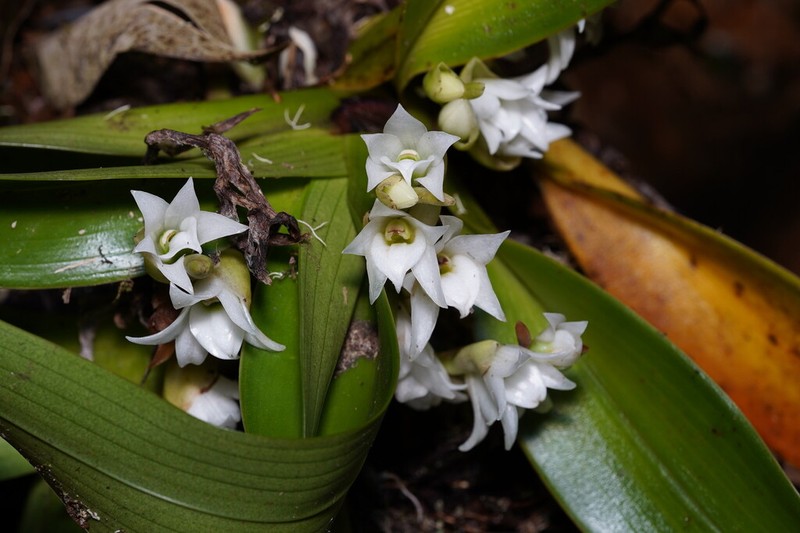 Angraecum bracteosum photo 2